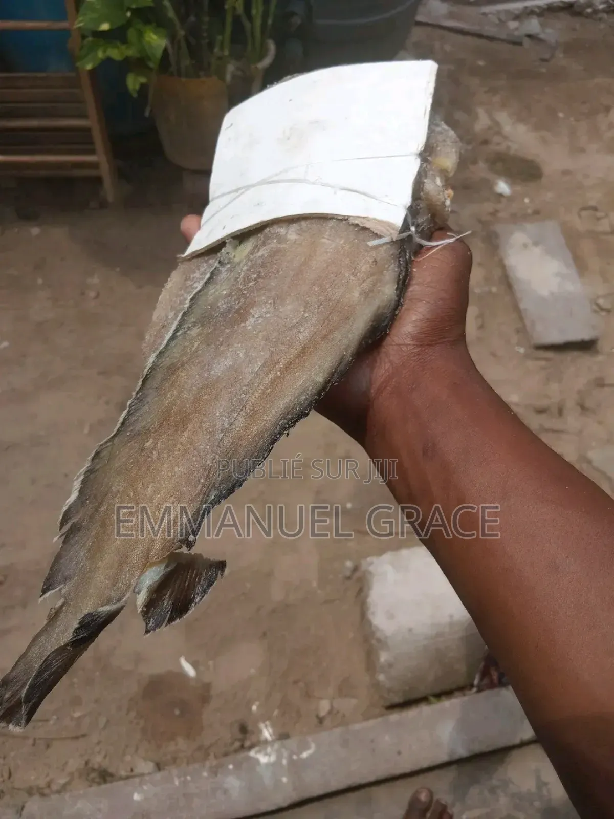 Vente Poissons d'Eau Douce Et De Mère