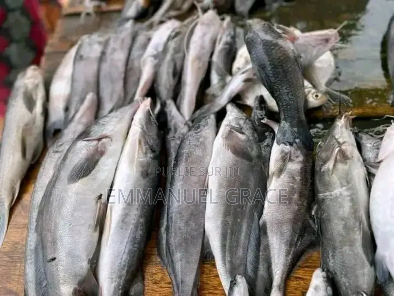 Vente Poissons d'Eau Douce Et De Mère