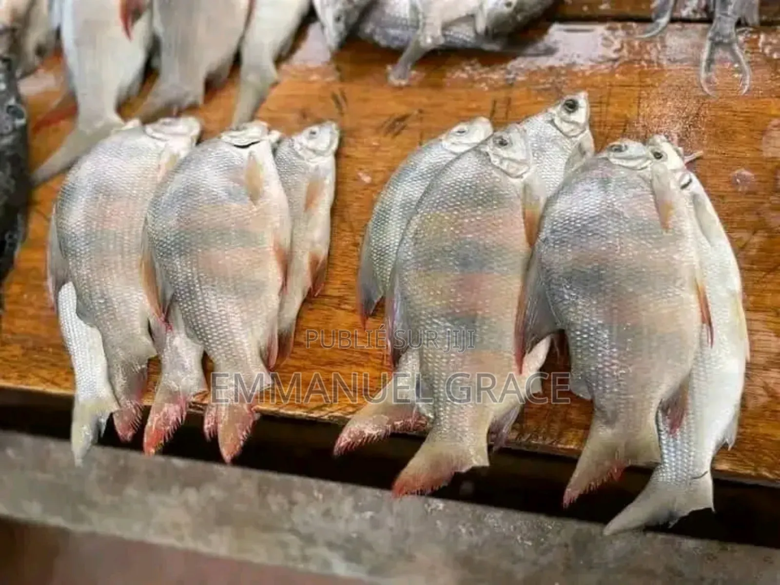Vente Poissons d'Eau Douce Et De Mère