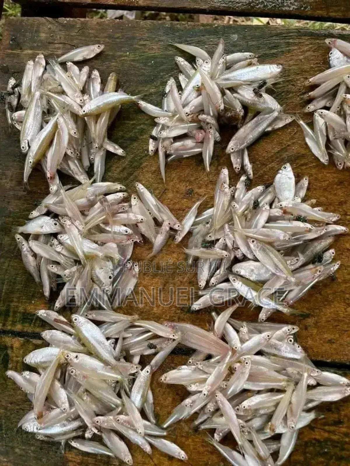 Vente Poissons d'Eau Douce Et De Mère