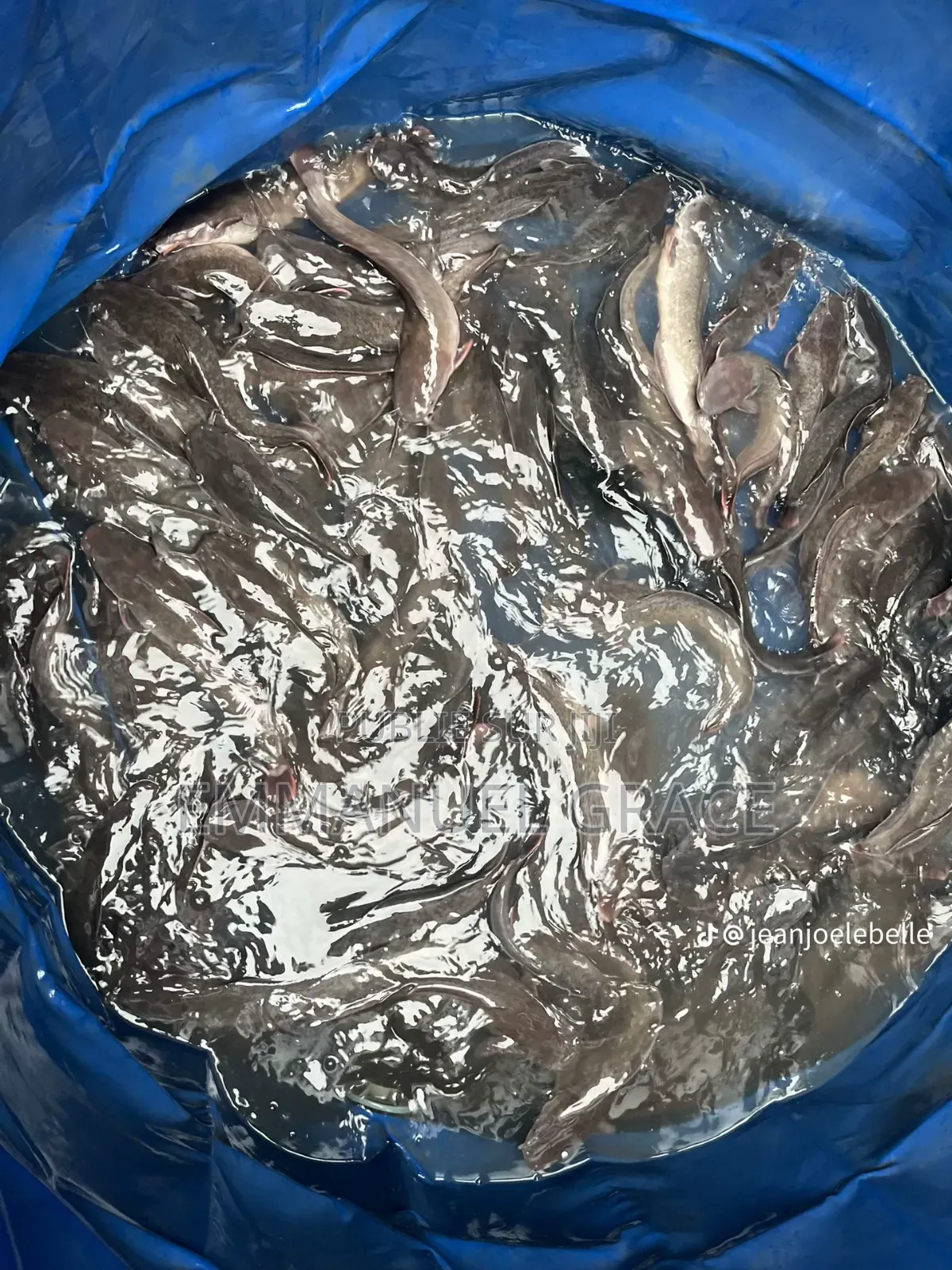 Vente Poissons d'Eau Douce Et De Mère