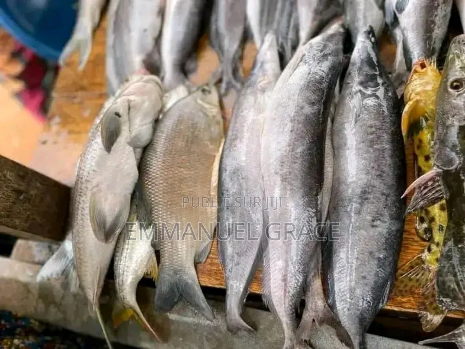 Vente Poissons d'Eau Douce Et De Mère