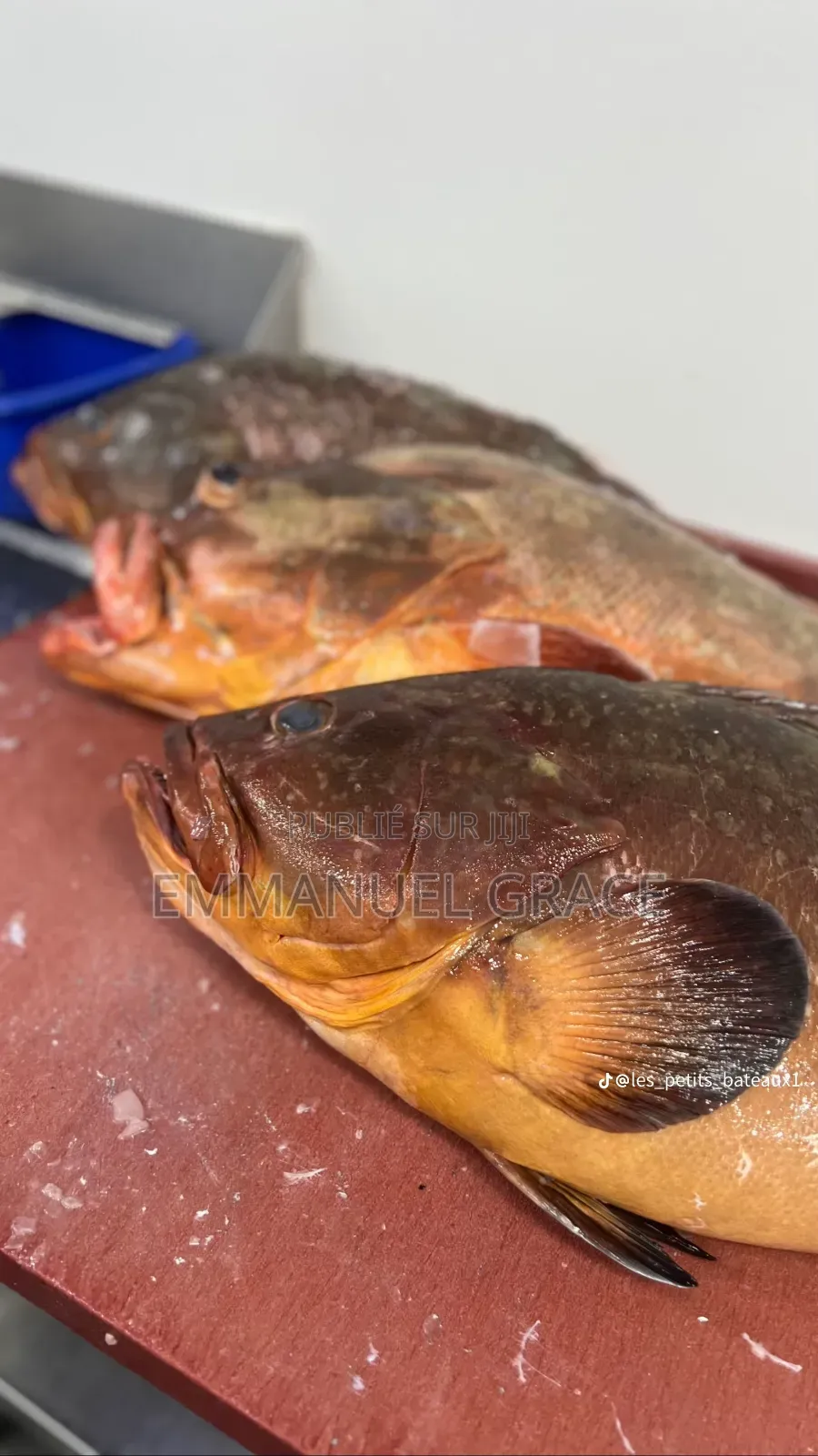 Vente Poissons d'Eau Douce Et De Mère