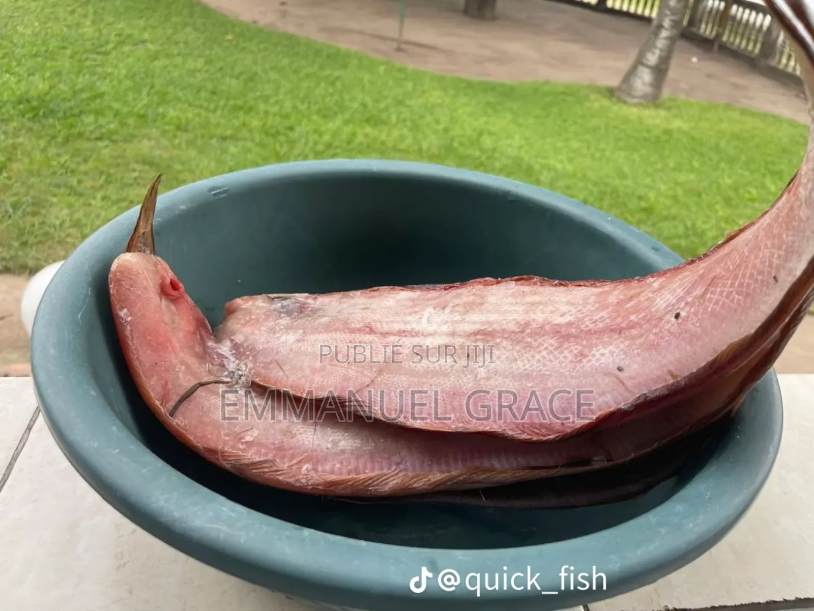 Vente Poissons d'Eau Douce Et De Mère