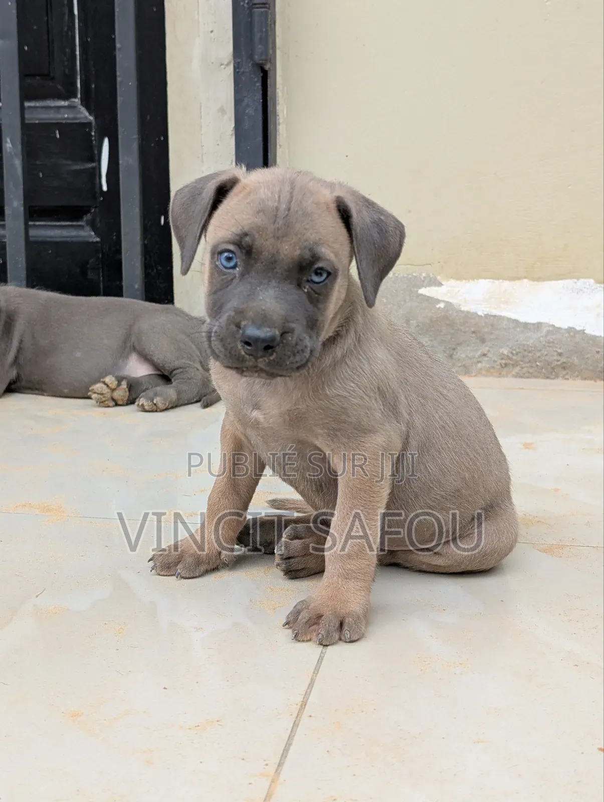 1-3 mois Homme Race mixte Cane Corso