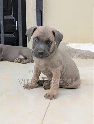 1-3 mois Homme Race mixte Cane Corso