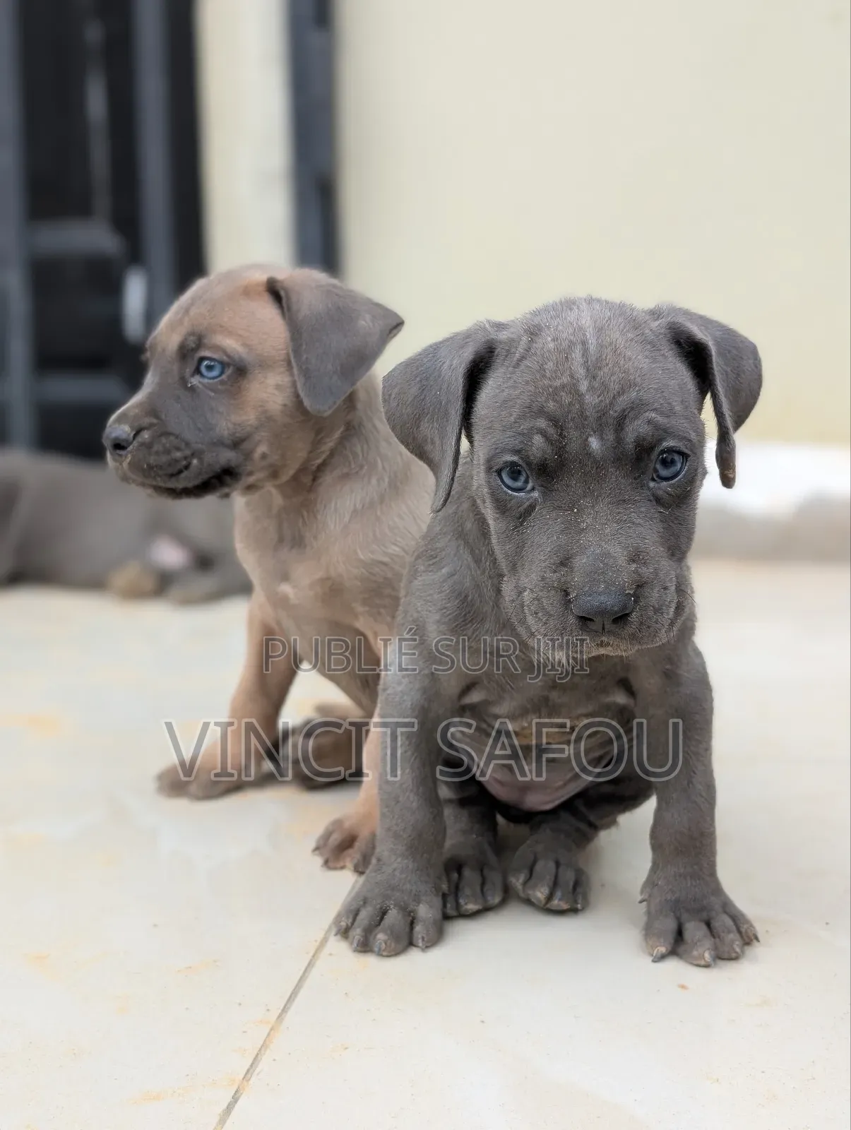 1-3 mois Homme Race mixte Cane Corso