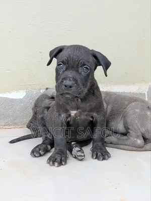 1-3 mois Homme Race mixte Cane Corso