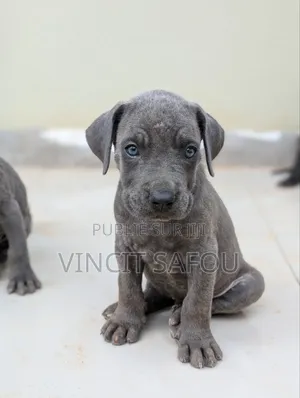 1-3 mois Homme Race mixte Cane Corso