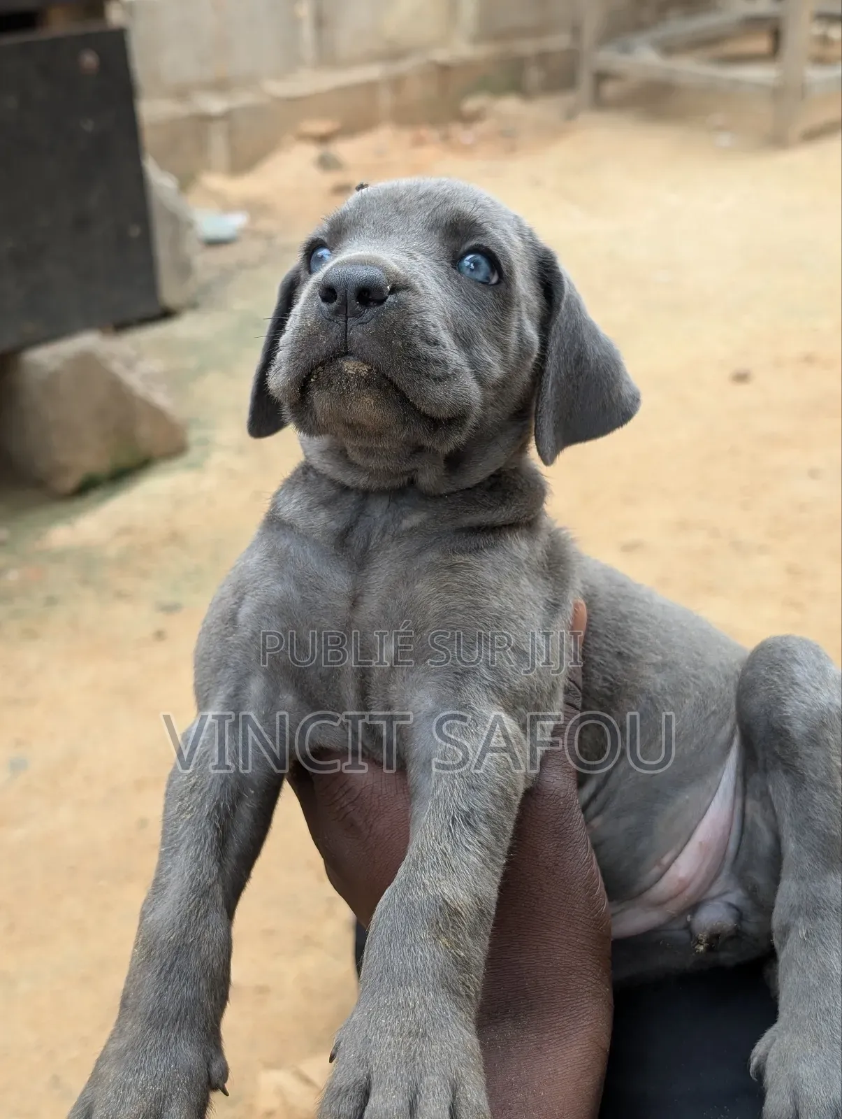 1-3 mois Homme Race mixte Cane Corso