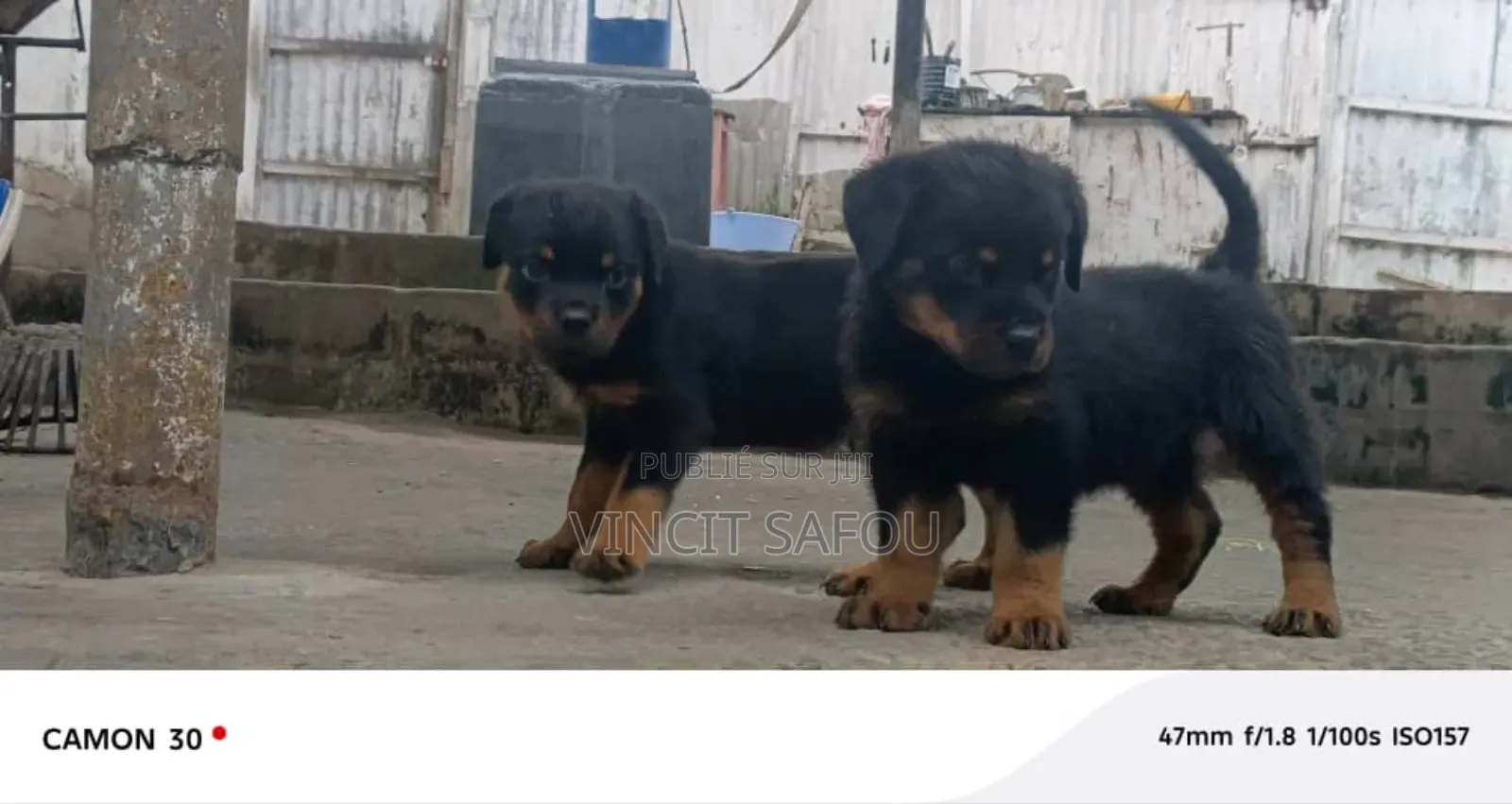 1-3 mois Homme Pure race Rottweiler