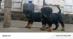 1-3 mois Homme Pure race Rottweiler