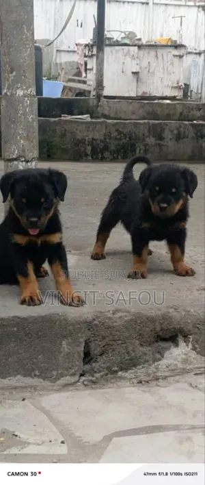 1-3 mois Homme Pure race Rottweiler