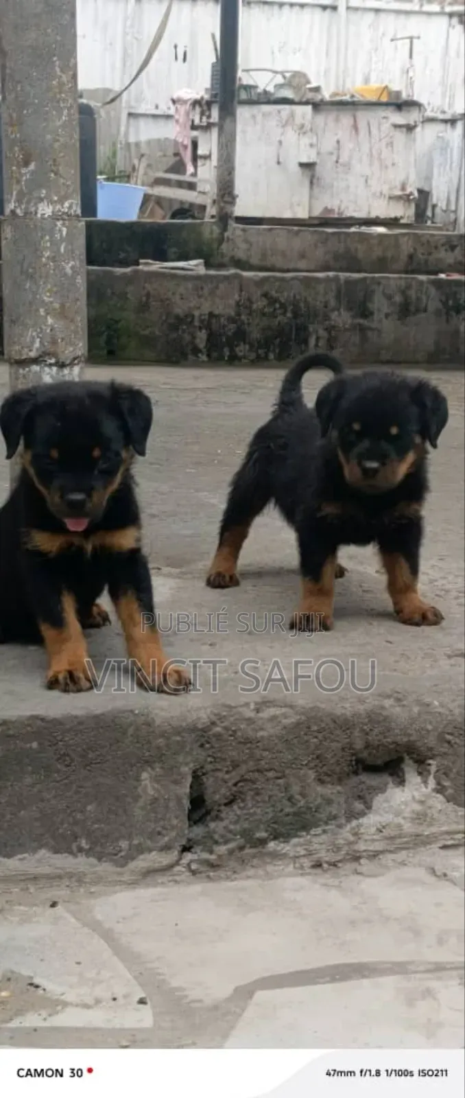 1-3 mois Homme Pure race Rottweiler