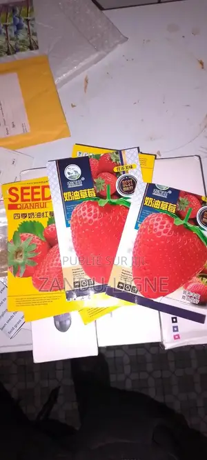 Semences De Fraisier