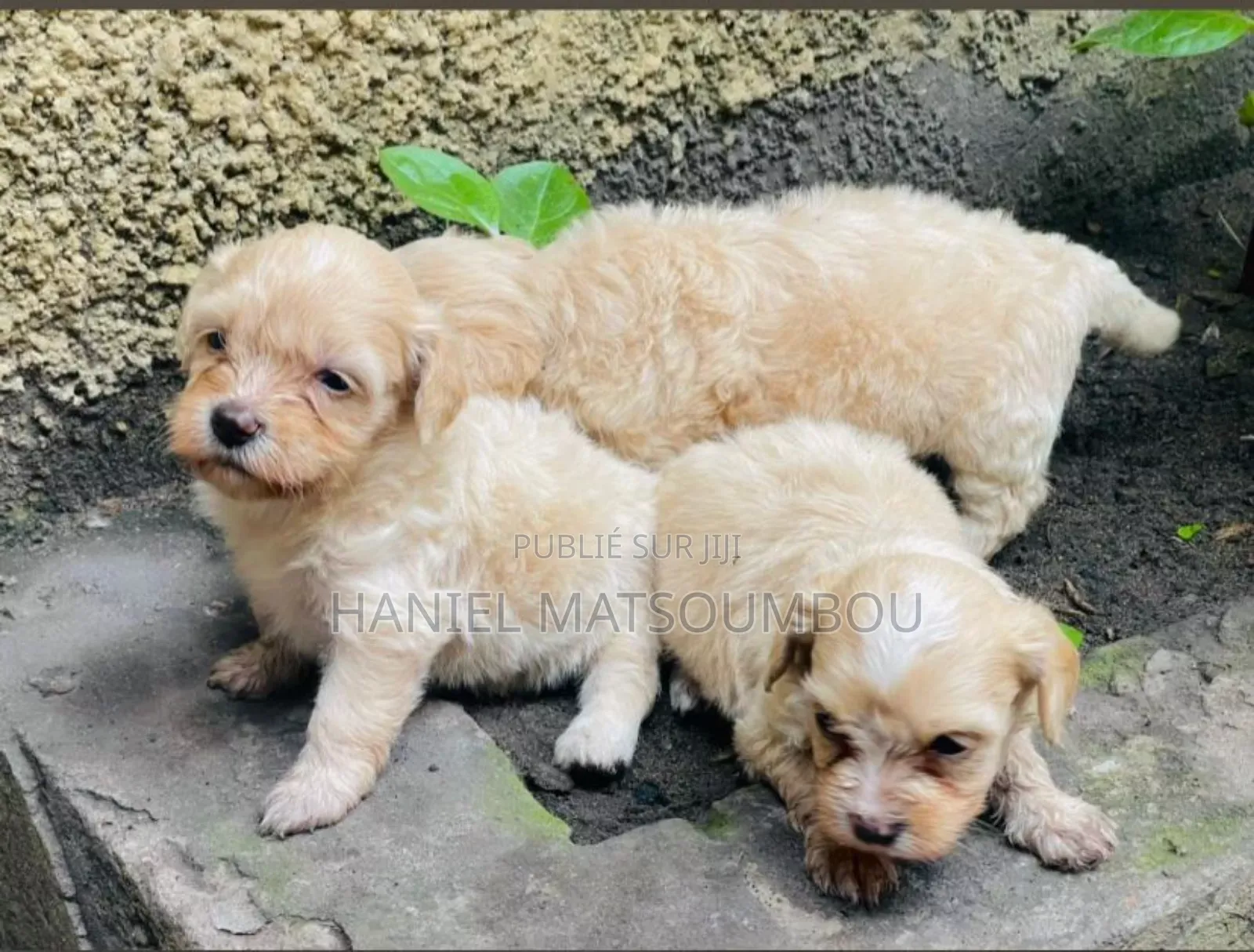 0-1 mois Homme Pure race Bichon Frise