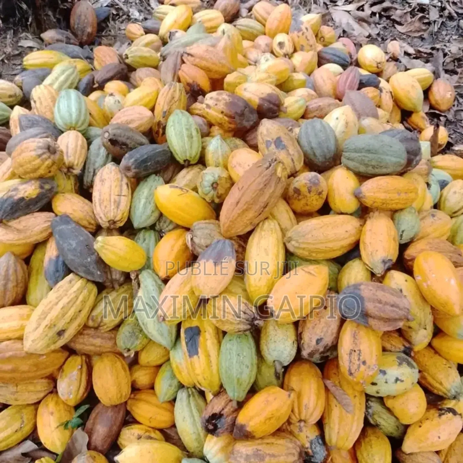 Hectares À Vendre À Odziba