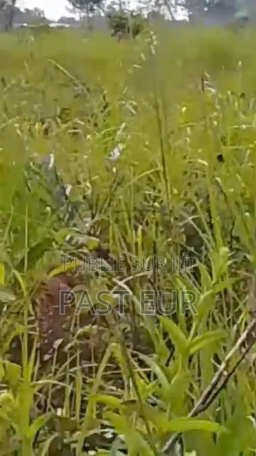 Hectares a Vendre Moins Cher a Bambou Mingali