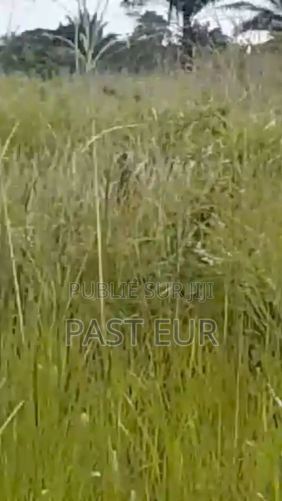 Hectares a Vendre Moins Cher a Bambou Mingali