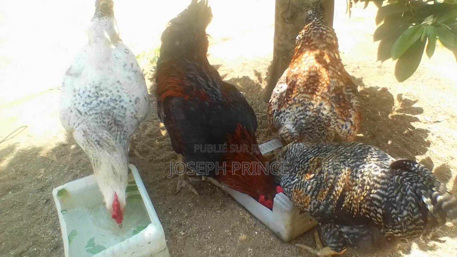 Vente De Poules, Coqs, Poulettes Et Poussins : Pondeuse/Batéké