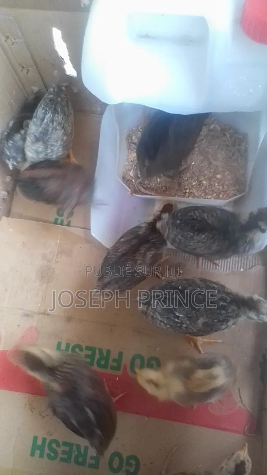 Vente Des Poussins Batéké