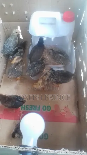 Vente Des Poussins Batéké