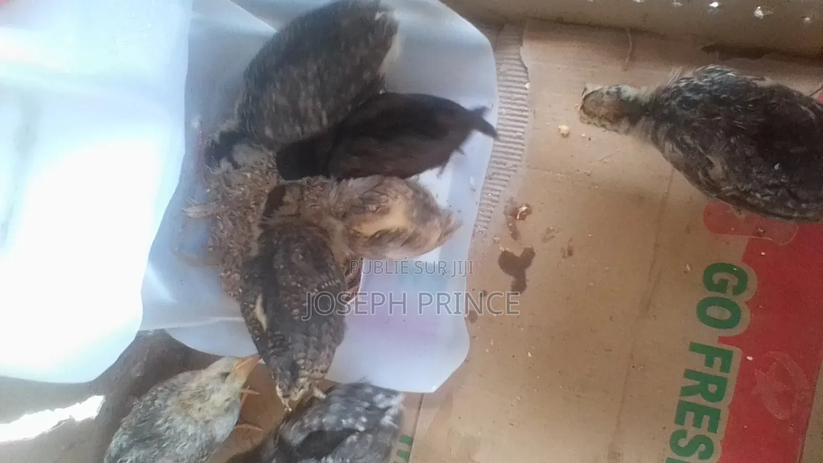 Vente Des Poussins Batéké