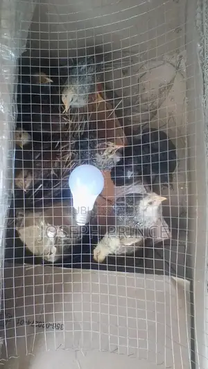 Vente Des Poussins Batéké