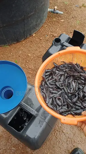 Alévins Clarias Et Tilapia