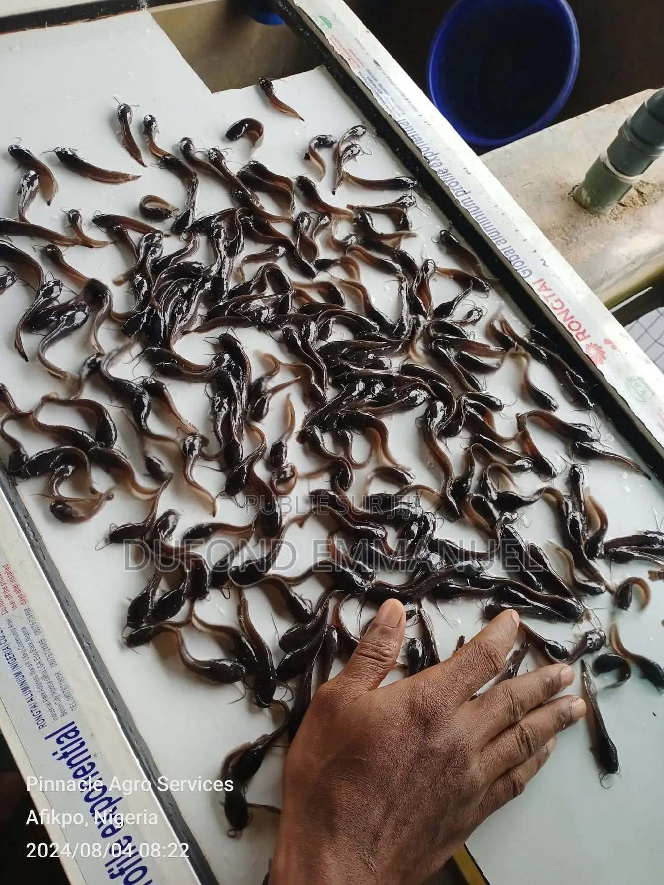 Alévins Clarias Et Tilapia