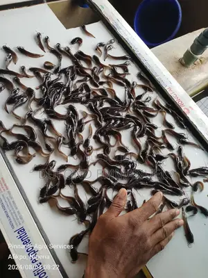 Alévins Clarias Et Tilapia