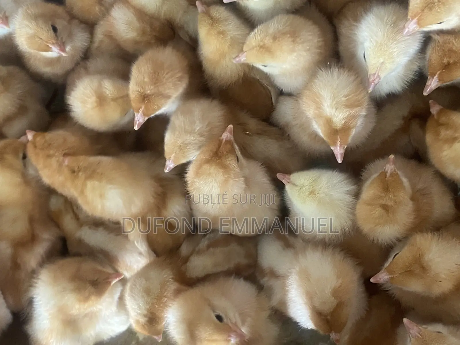 Poussins Ponte, Chairs