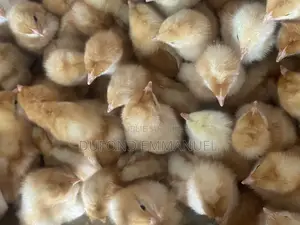 Poussins Ponte, Chairs