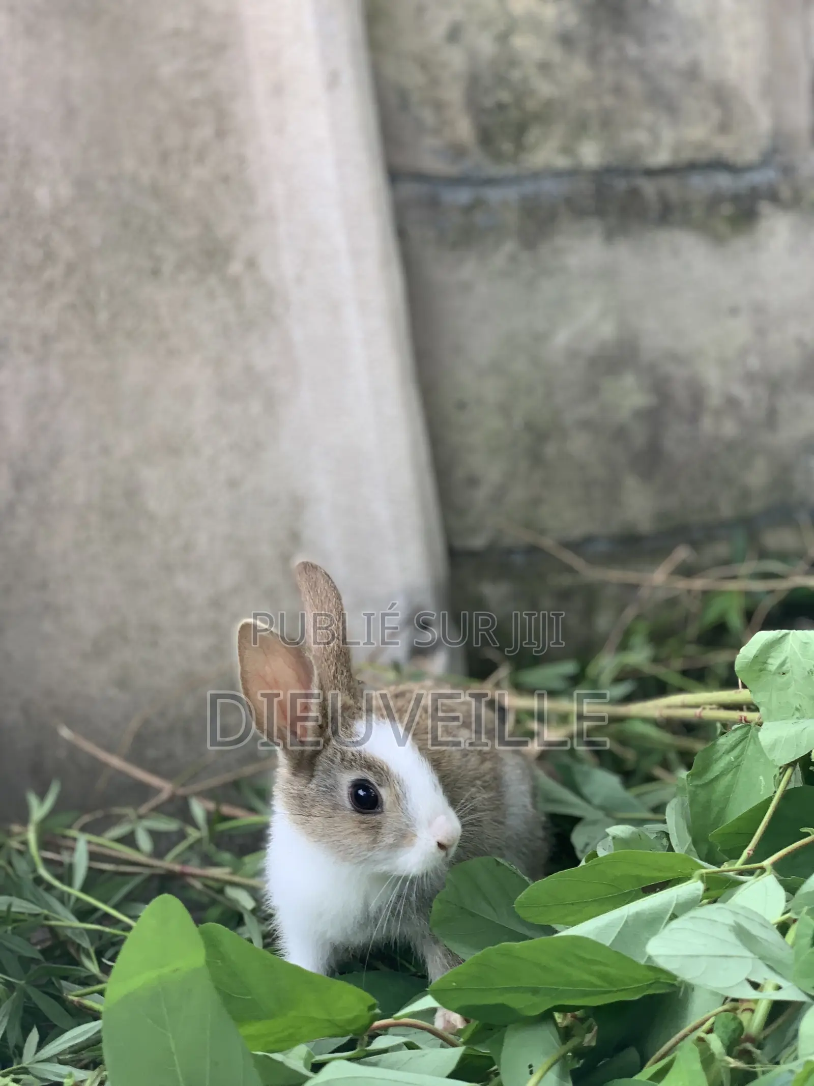 Animals De Compagnie Ou D’Élevage