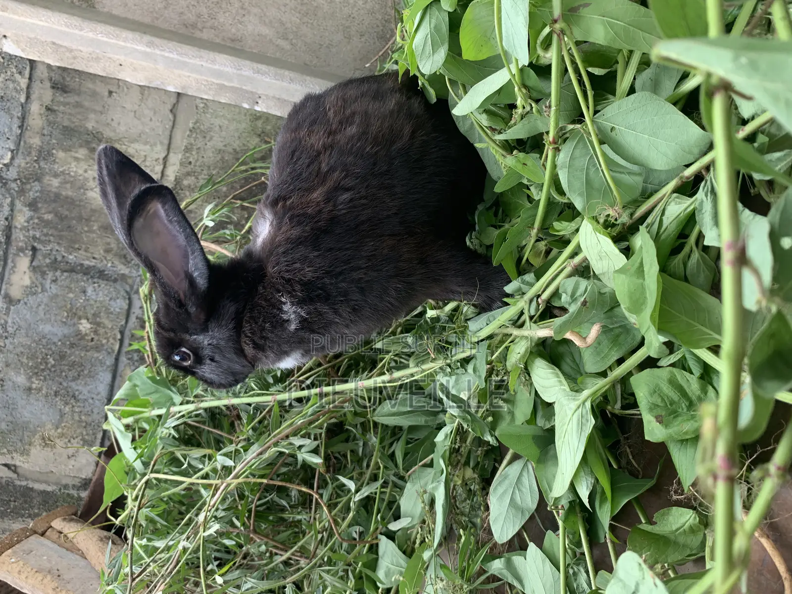 Animals De Compagnie Ou D’Élevage