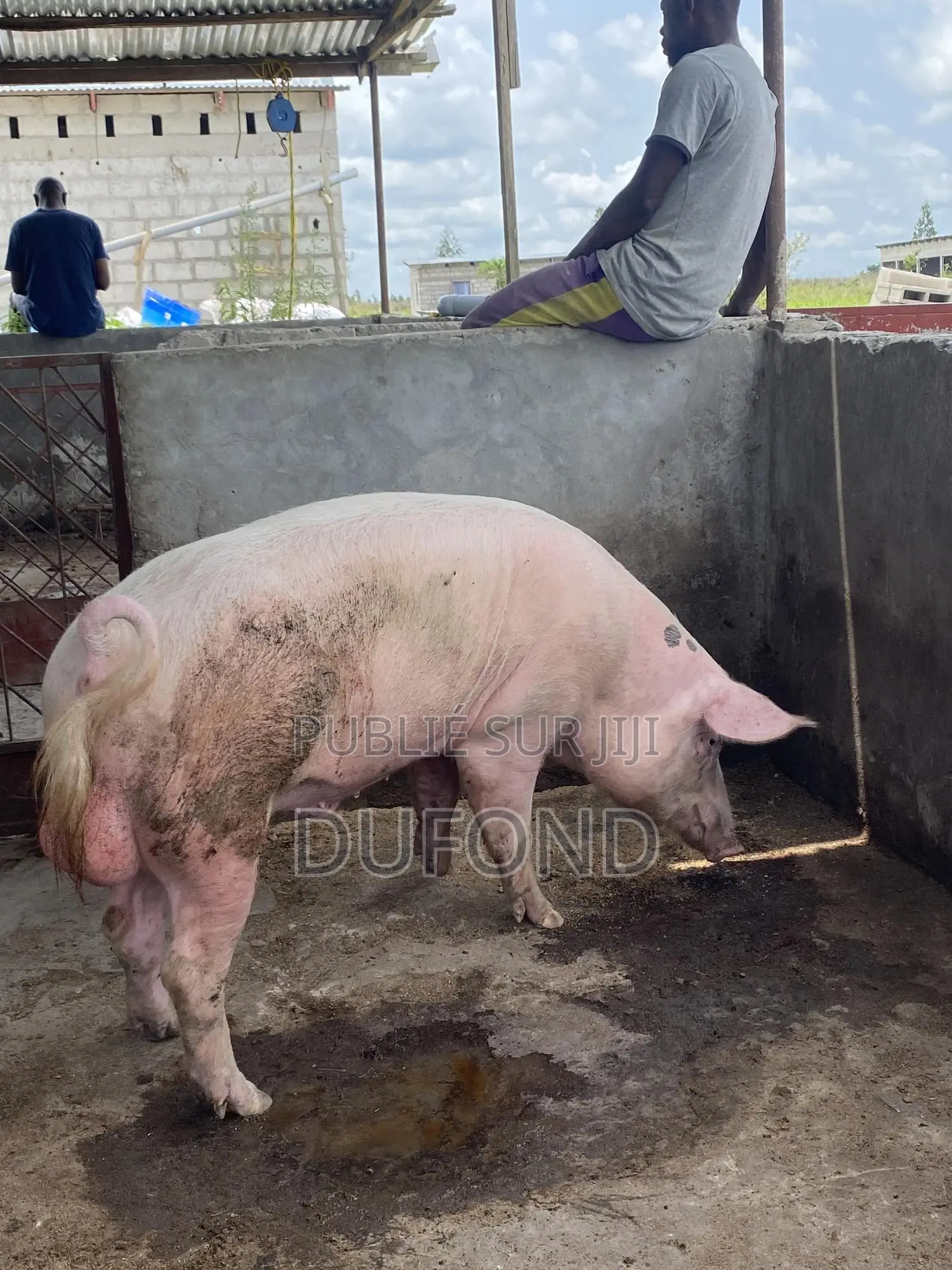 Porc De Consommation Et Reproduction