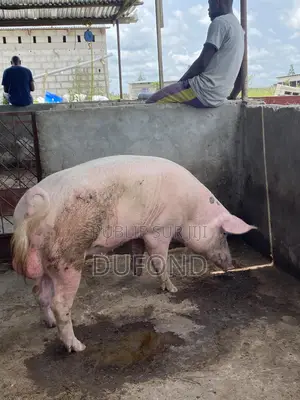 Porc De Consommation Et Reproduction