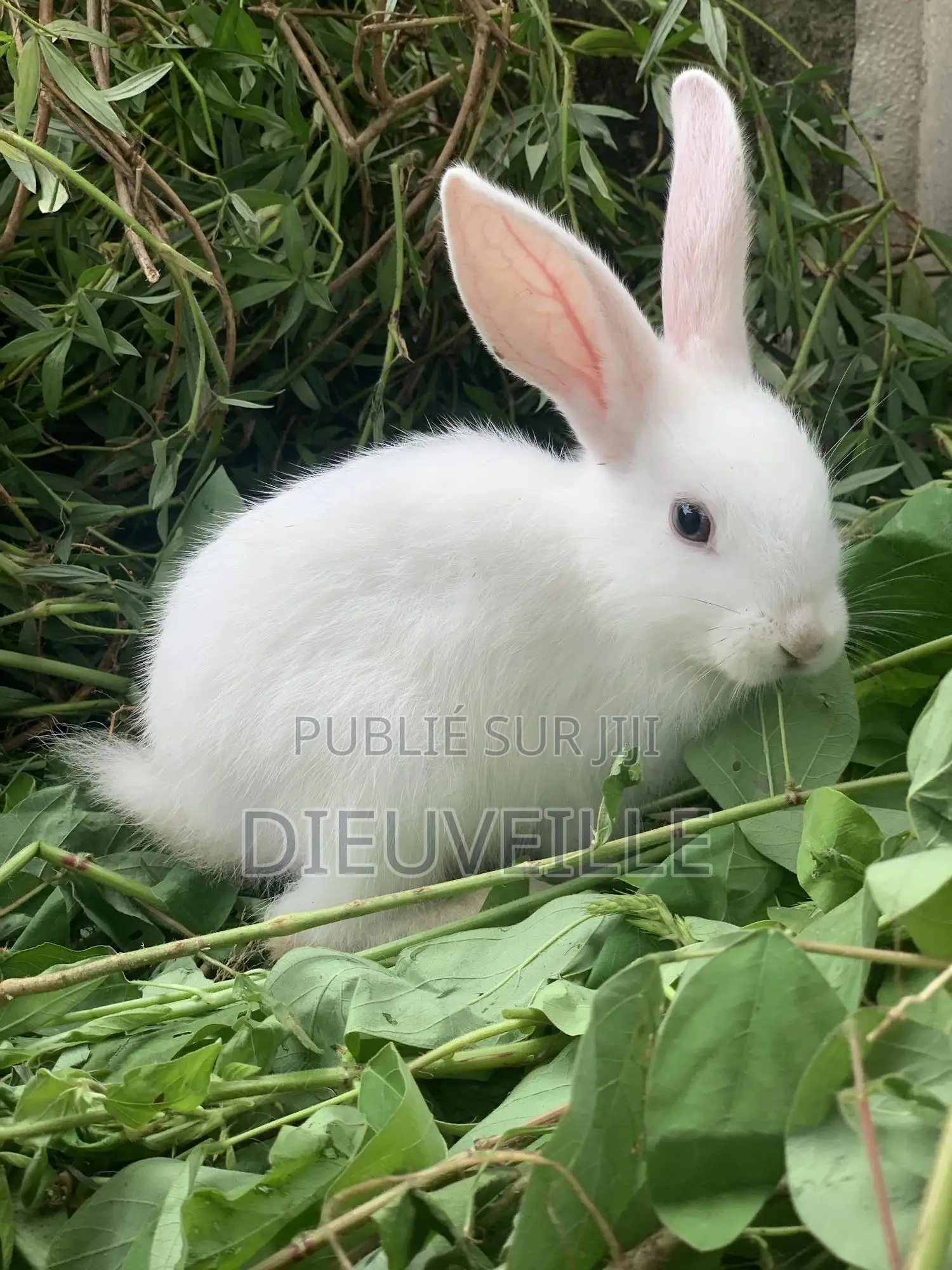 Animals De Compagnie Ou D’Élevage