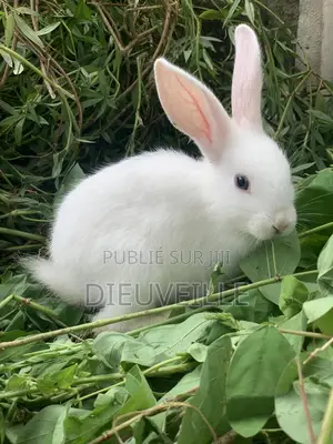 Animals De Compagnie Ou D’Élevage