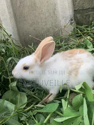 Animals De Compagnie Ou D’Élevage