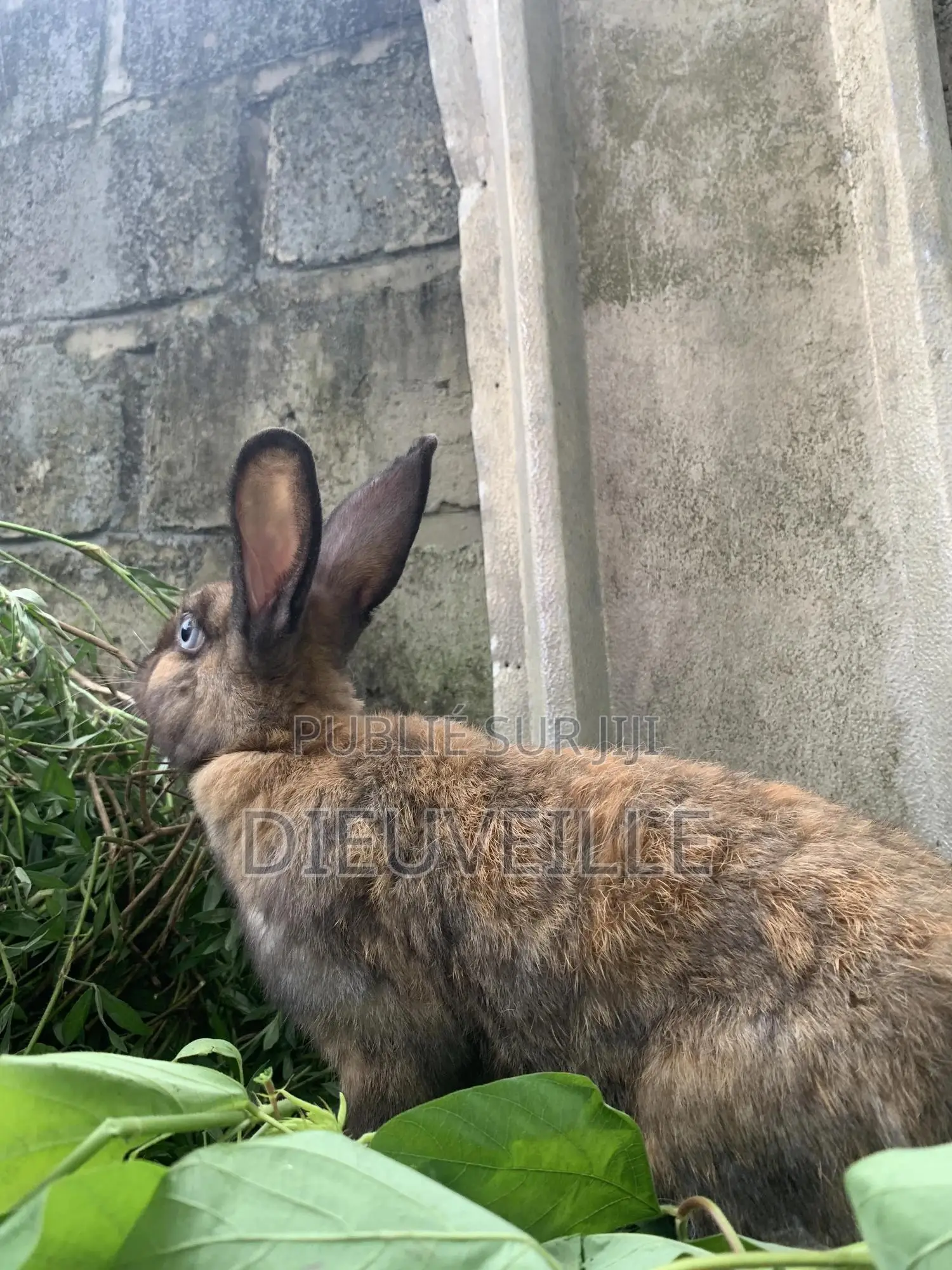 Animals De Compagnie Ou D’Élevage