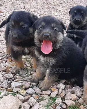 1-3 mois Homme Pure race Autre