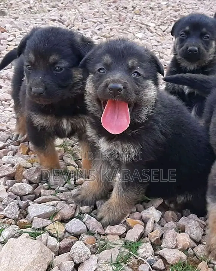 1-3 mois Homme Pure race Autre