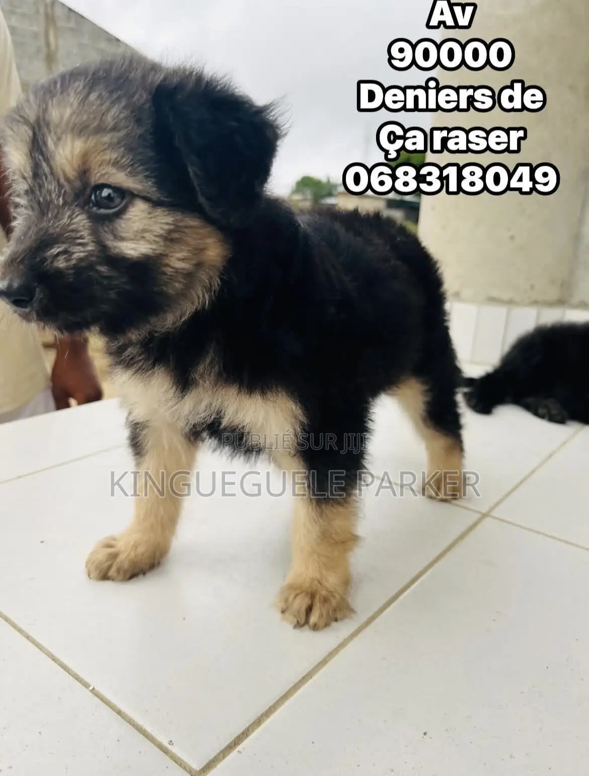 0-1 mois Homme Pure race Berger Picard