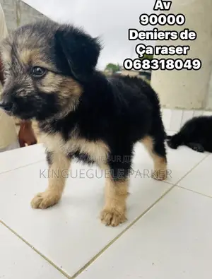 0-1 mois Homme Pure race Berger Picard