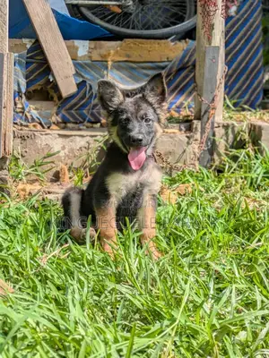 0-1 mois Homme Pure race Berger Picard