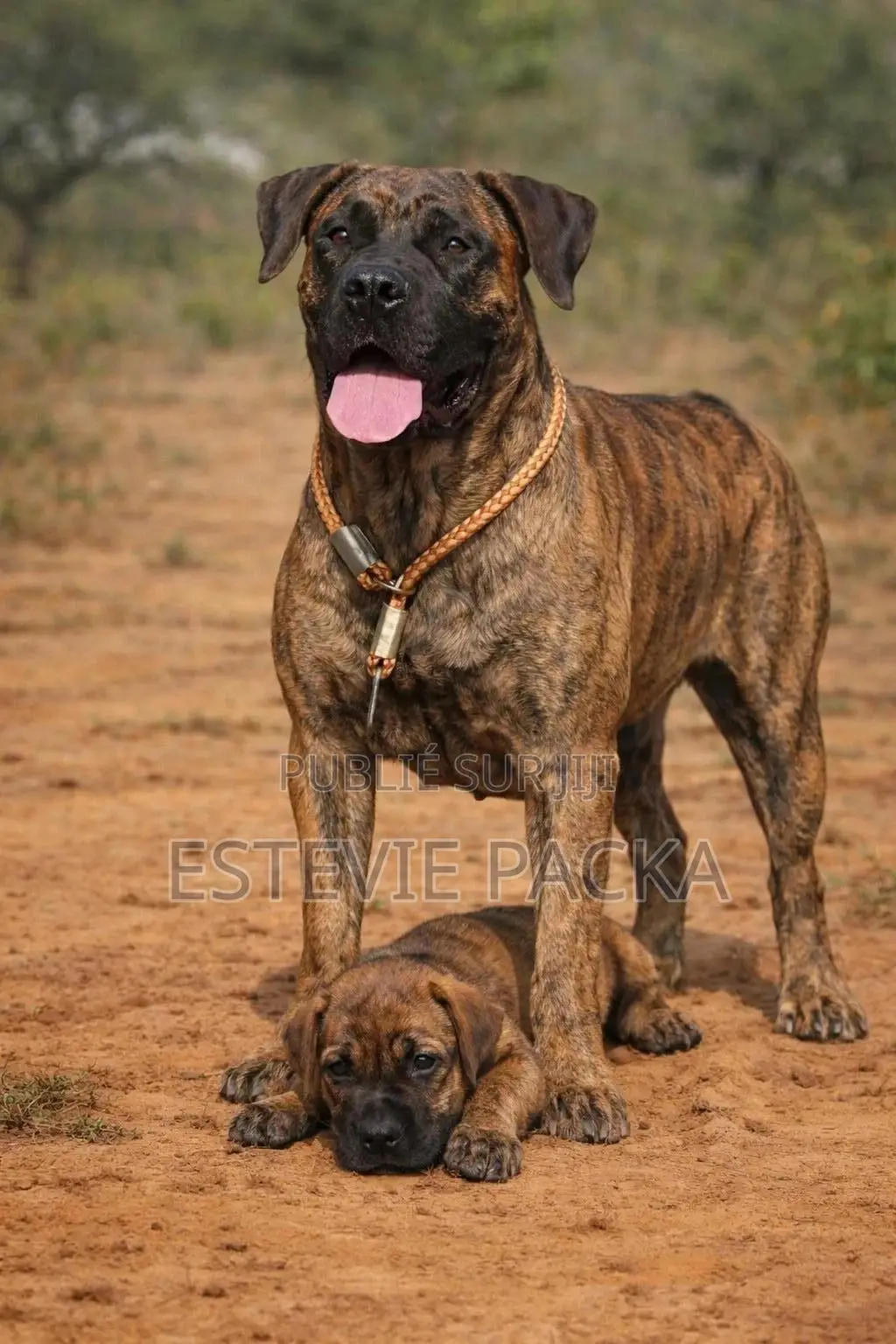 1-3 mois Homme Pure race Boerboel