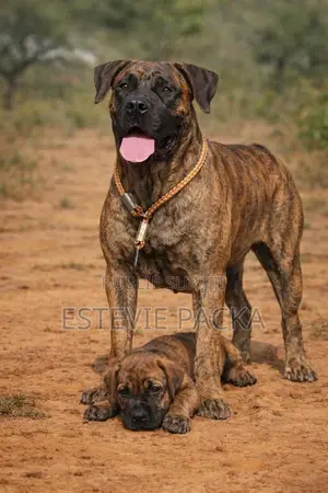 1-3 mois Homme Pure race Boerboel