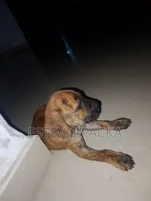 1-3 mois Homme Pure race Boerboel