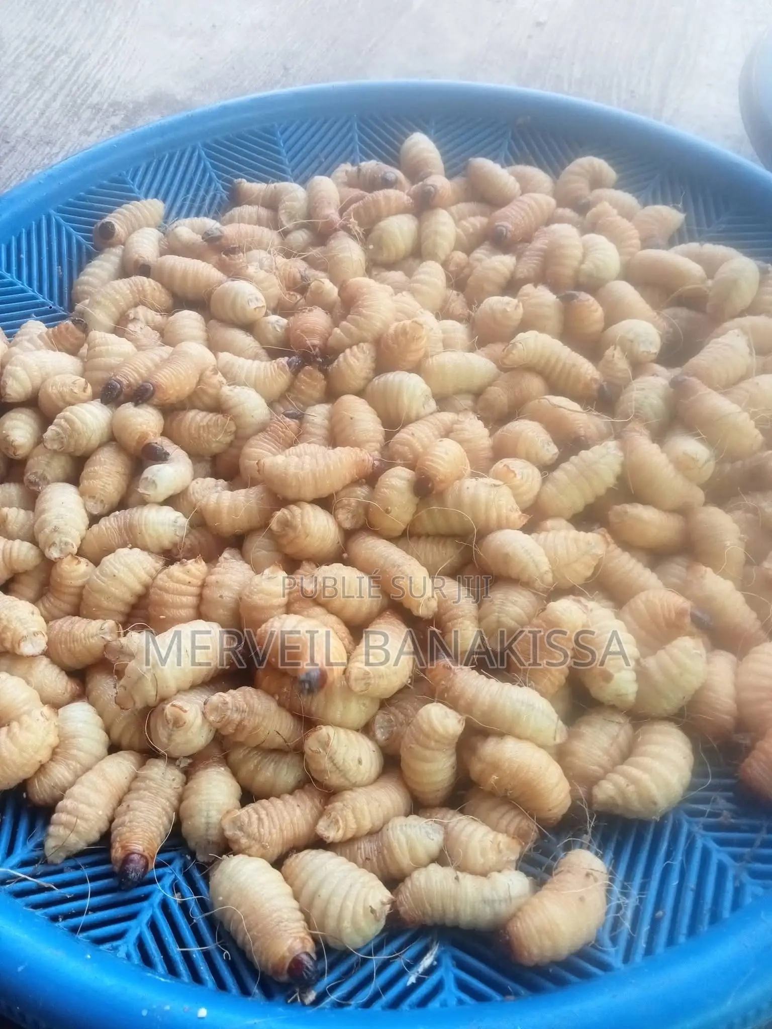 Document Sur L’Élevage Des Hannetons